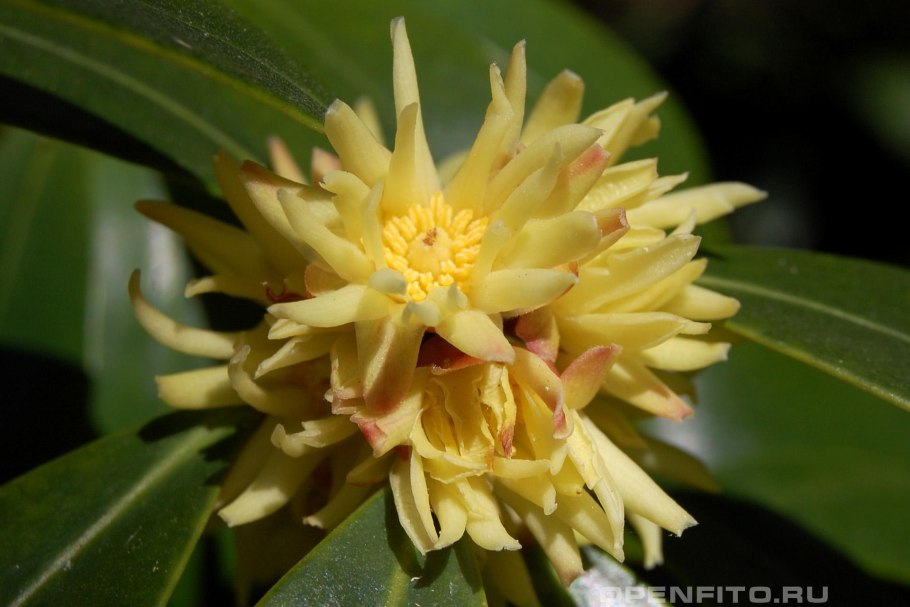 Бадьян настоящий растение