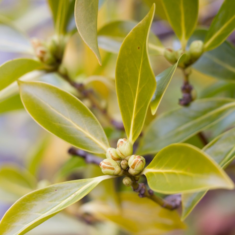 Бадьян анисовый растение