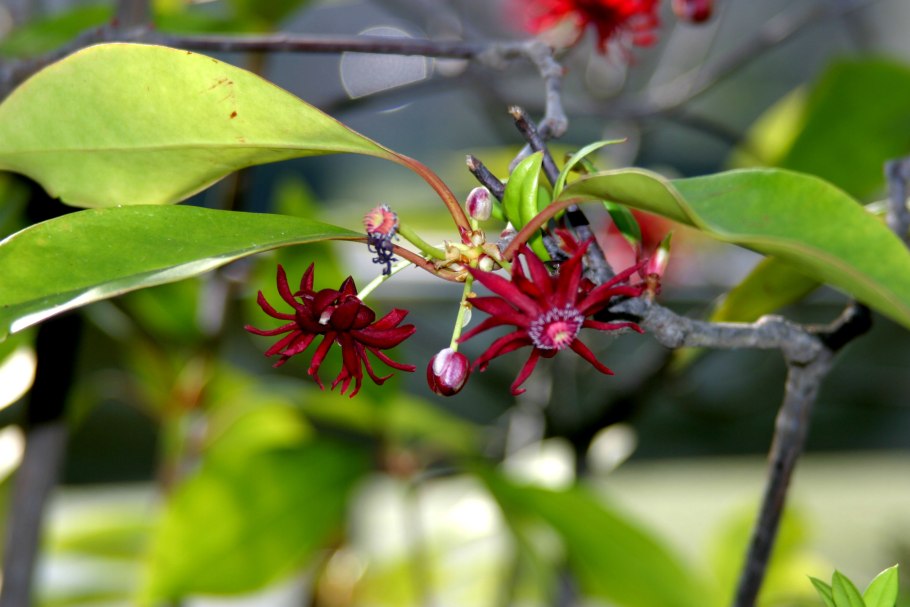 Иллициум Флоридский (Illicium floridanum)