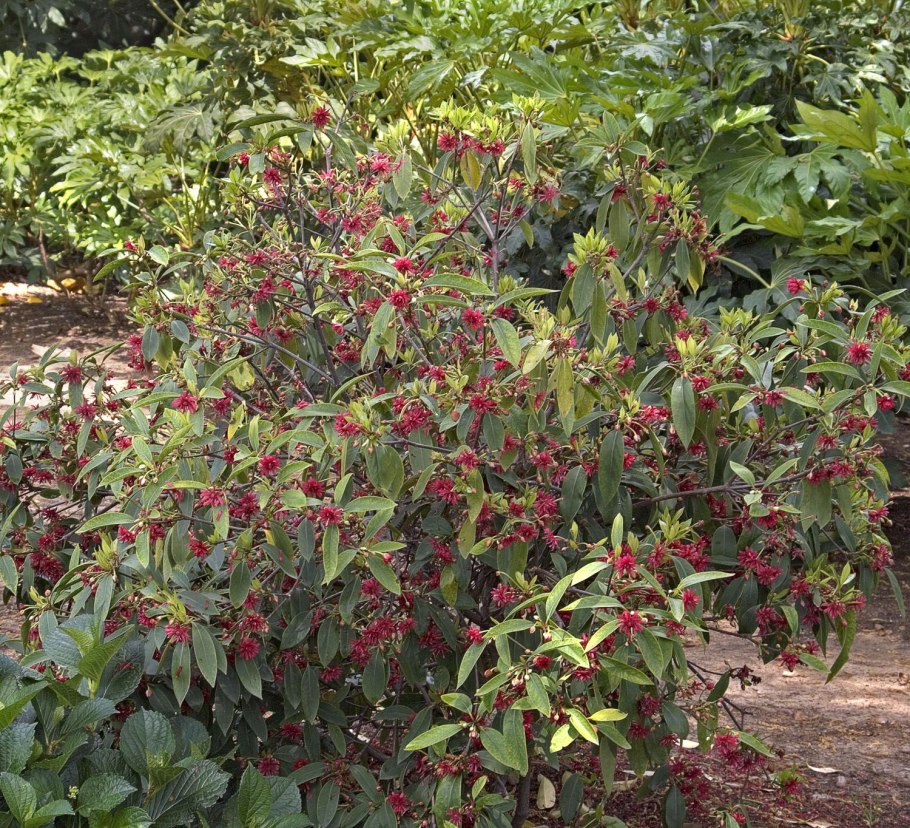 Анис (бадьян)