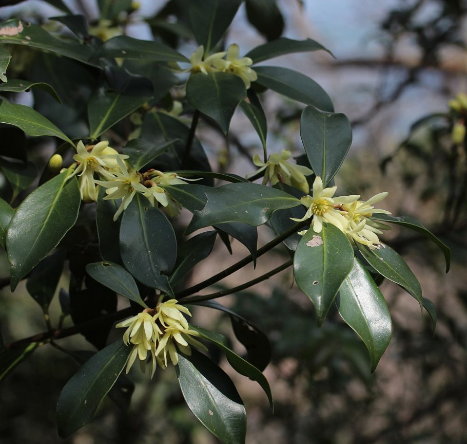 Illicium anisatum
