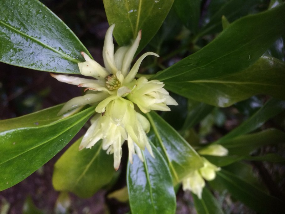 Illicium anisatum