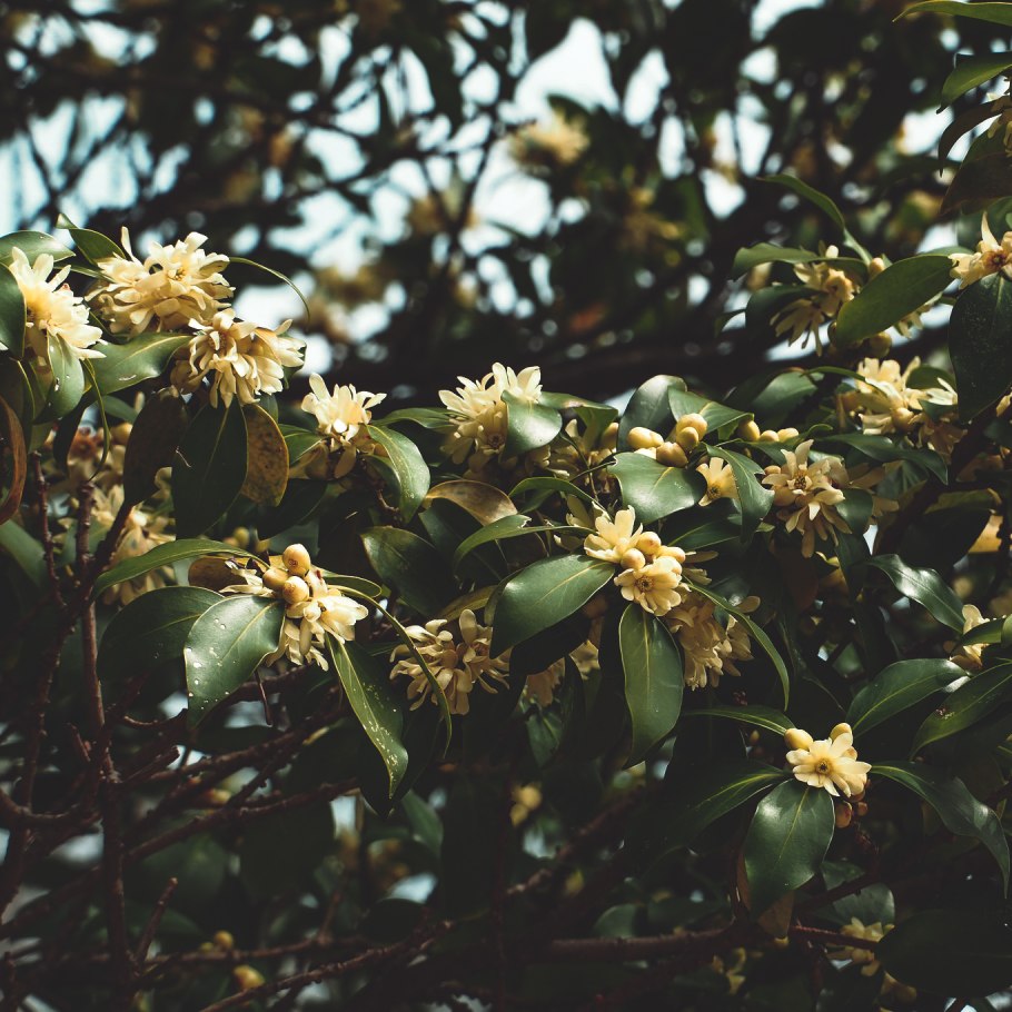 Бадьян куст