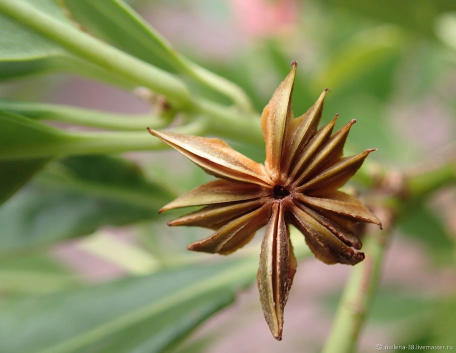 Бадьян анисовый