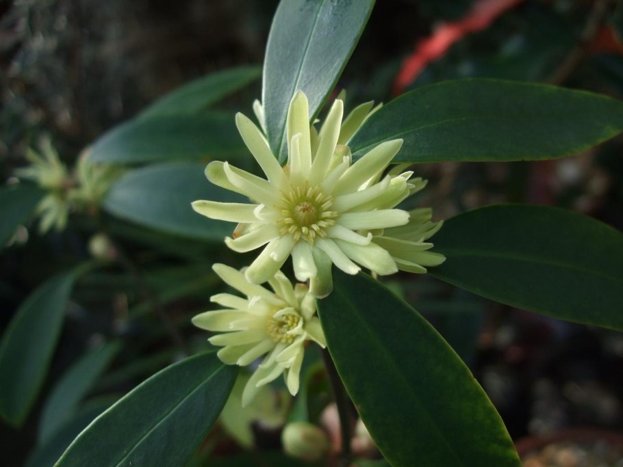 Анис и бадьян для глинтвейна