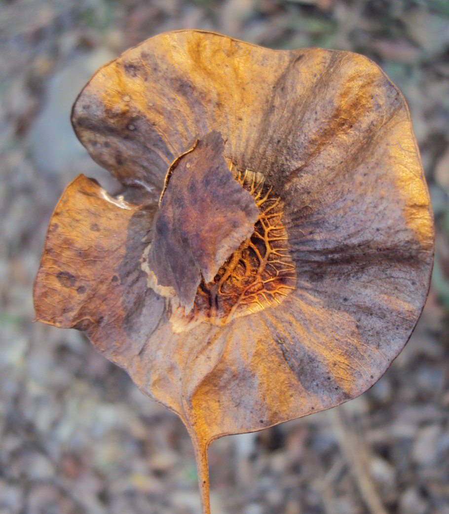 Pterocarpus dalbergioides