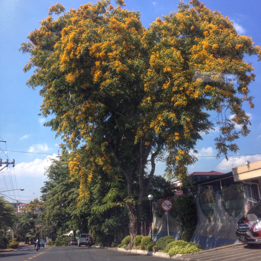 Птерокарпус мешковидный Крым