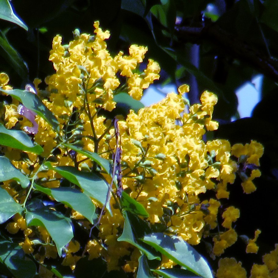 Pterocarpus marsupium