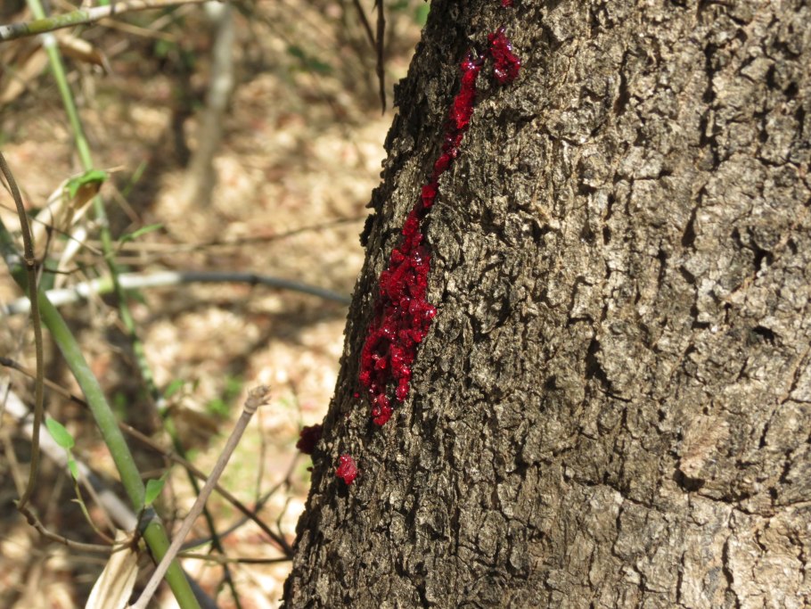 Птерокарпус ангольский
