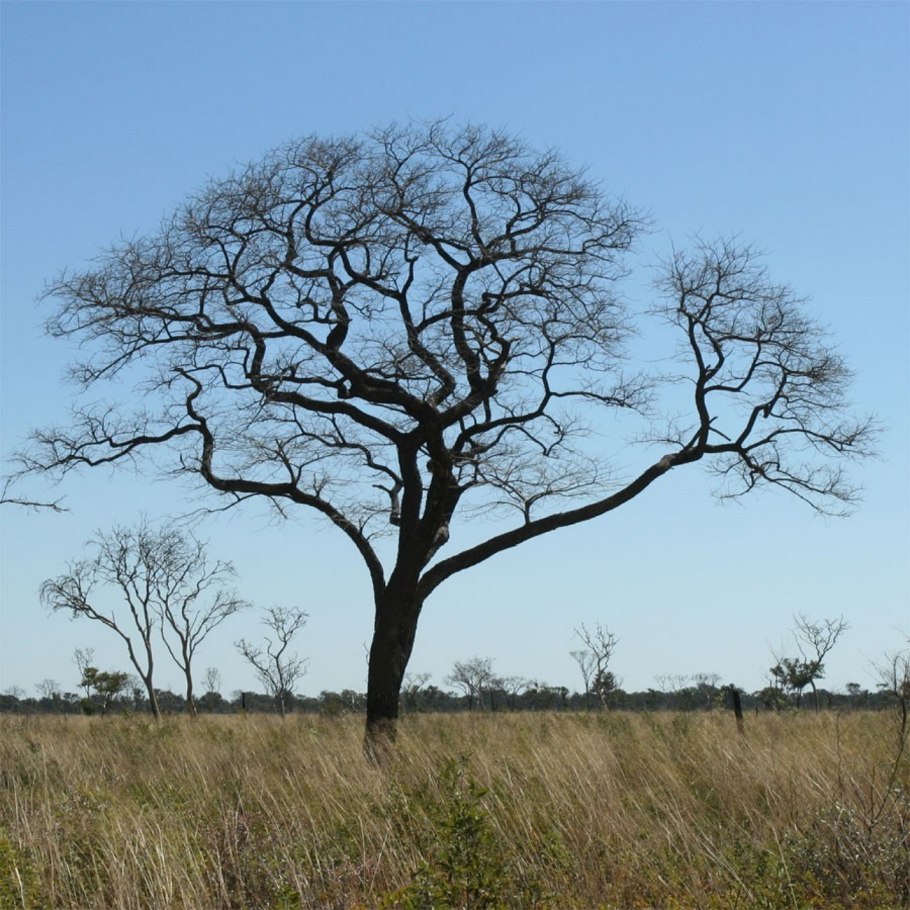 Pterocarpus dalbergioides
