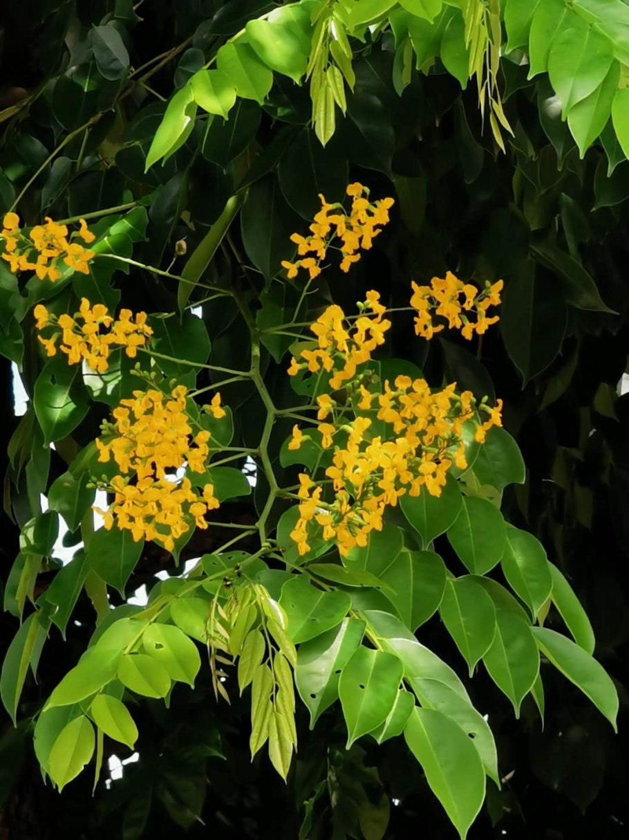 Pterocarpus indicus описание