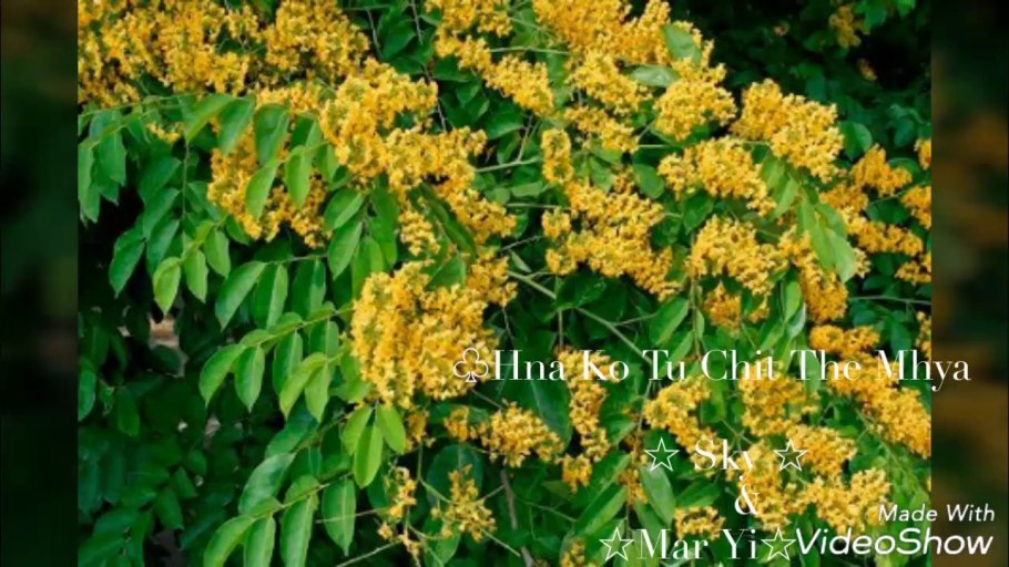 Птерокарпус ангольский