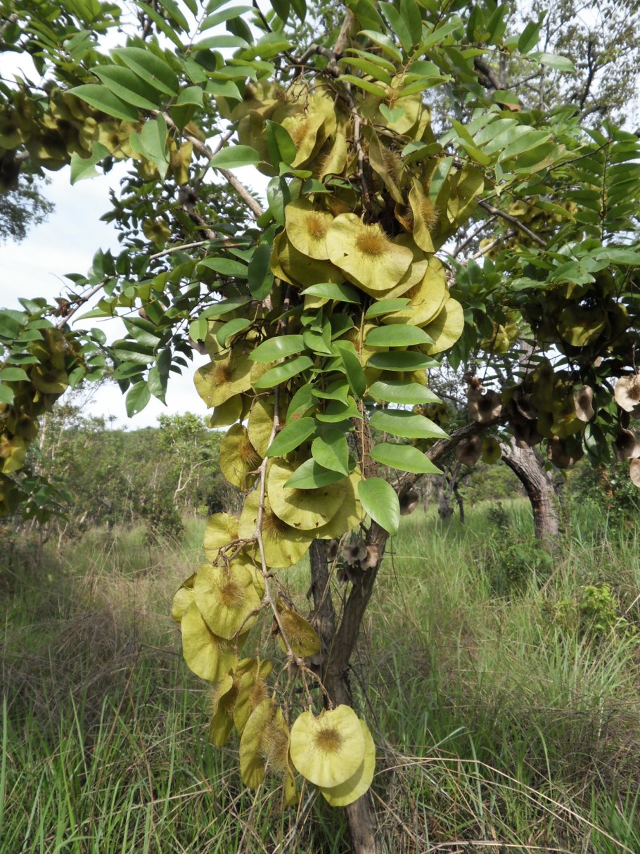 Pterocarpus marsupium