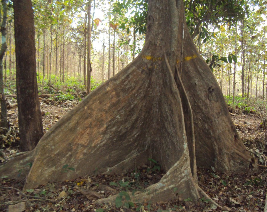 Птерокарпус Сандаловый