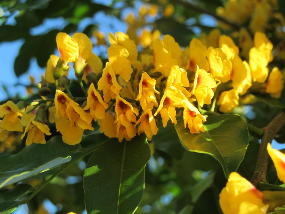 Дерево Нарра Филиппины