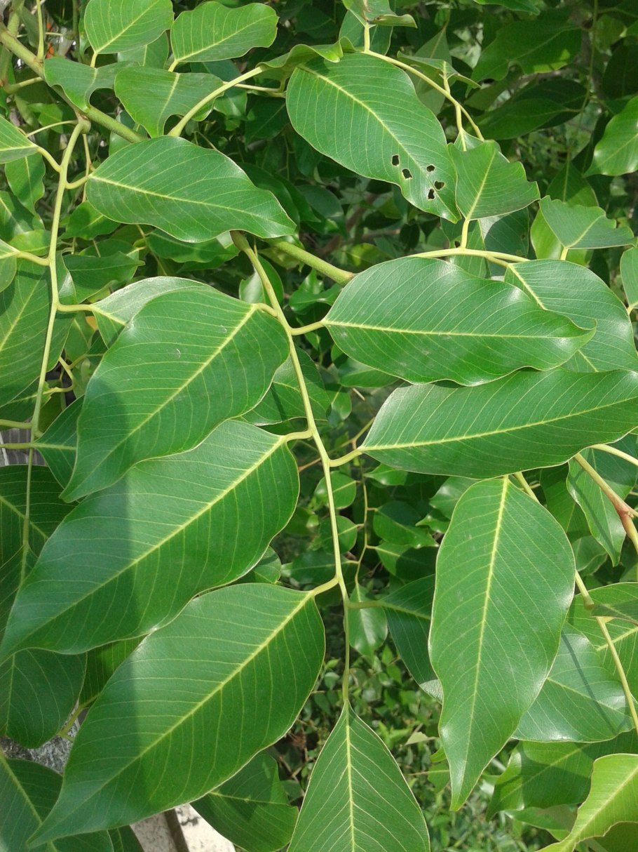 Pterocarpus santalinus
