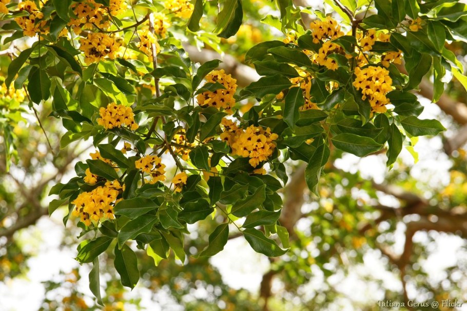 Птерокарпус индийский