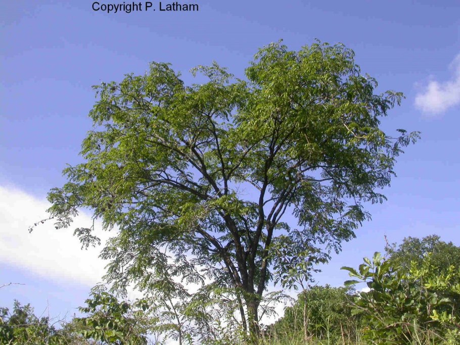 Pterocarpus rotundifolius