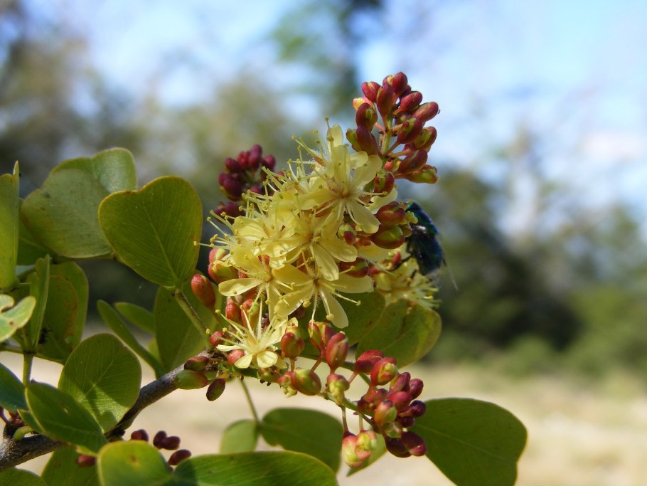 Pterocarpus dalbergioides