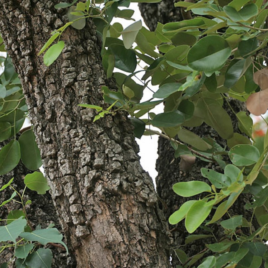 Дерево Нарра Филиппины