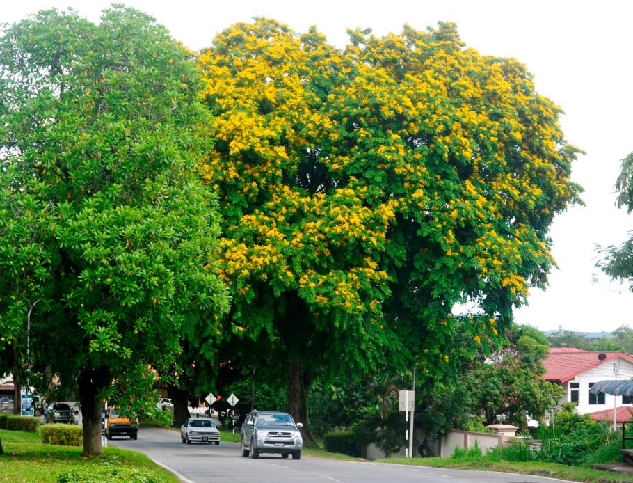 Pterocarpus angolensis это тиковое дерево