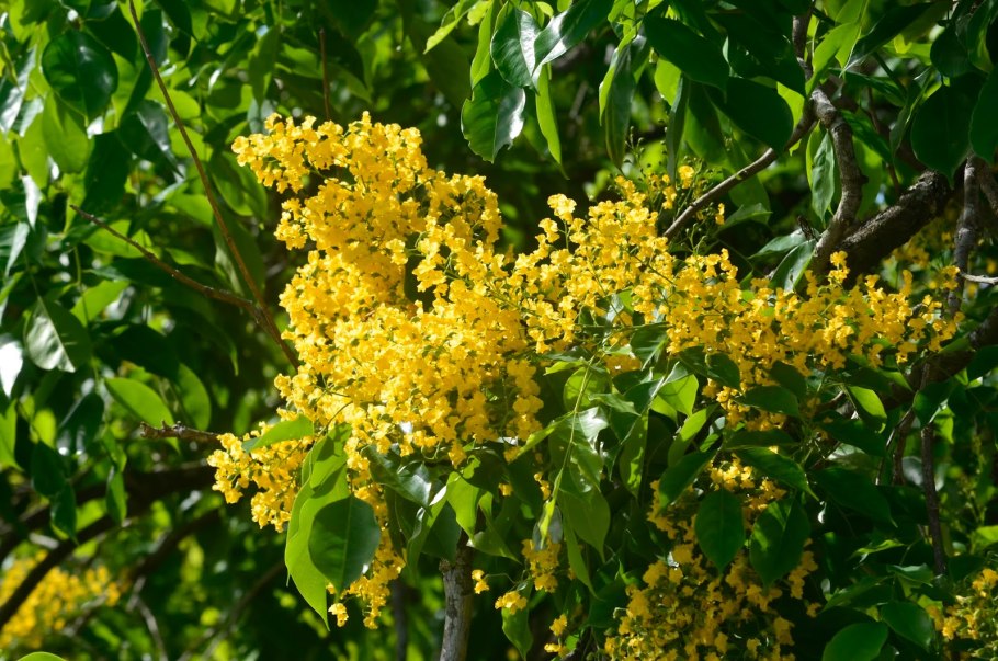 Птерокарпус Сайаукса