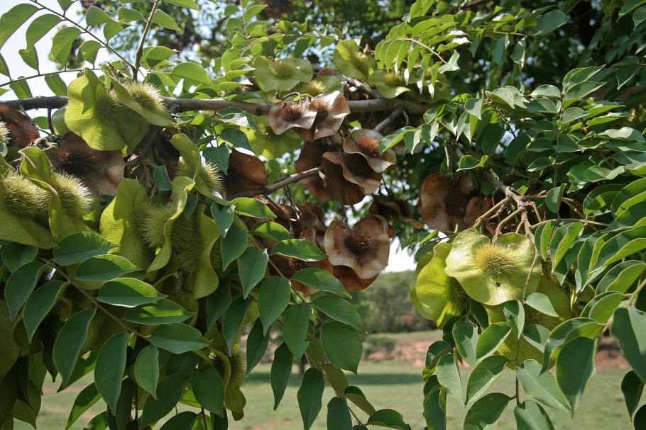 Птерокарпус индийский