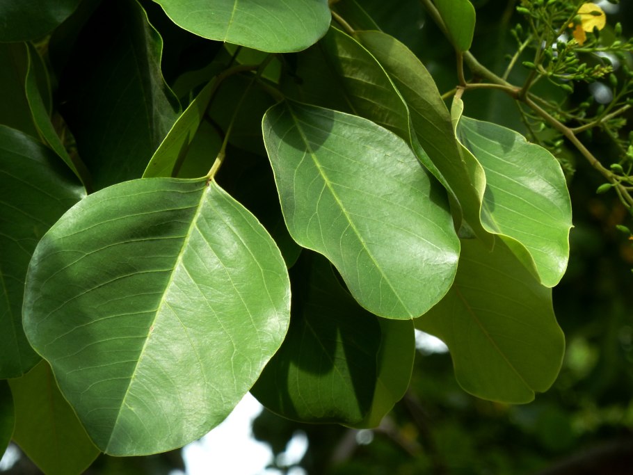 Pterocarpus Erinaceus
