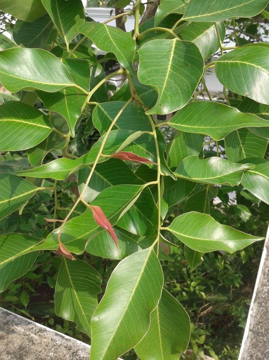 Птерокарпус Вариегата