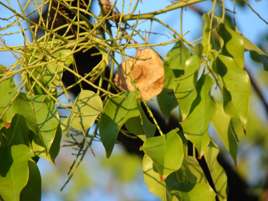 Кровавое дерево Pterocarpus angolensis