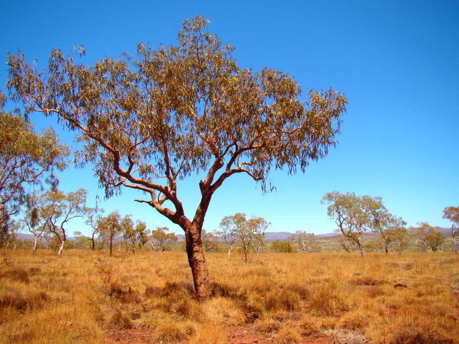 Кровавое дерево Pterocarpus angolensis