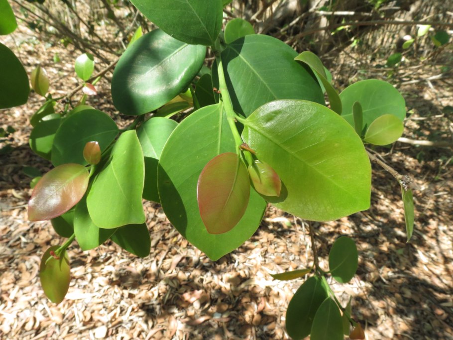 Pterocarpus dalbergioides