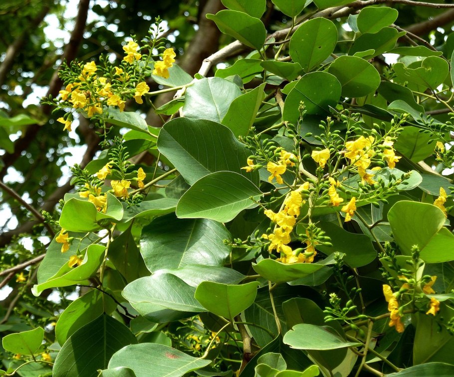 Pterocarpus santalinus Red