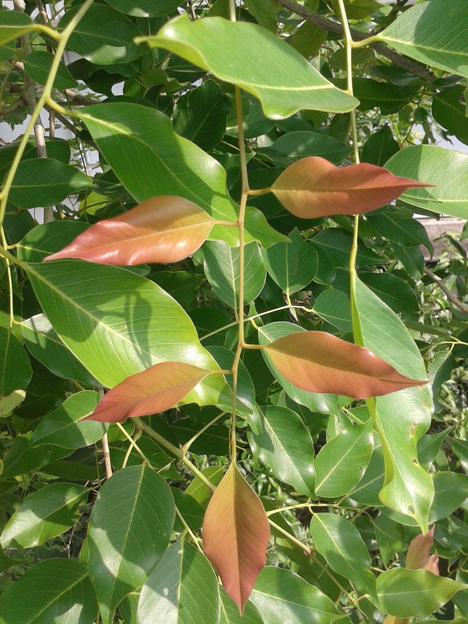 Птерокарпус мешковидный