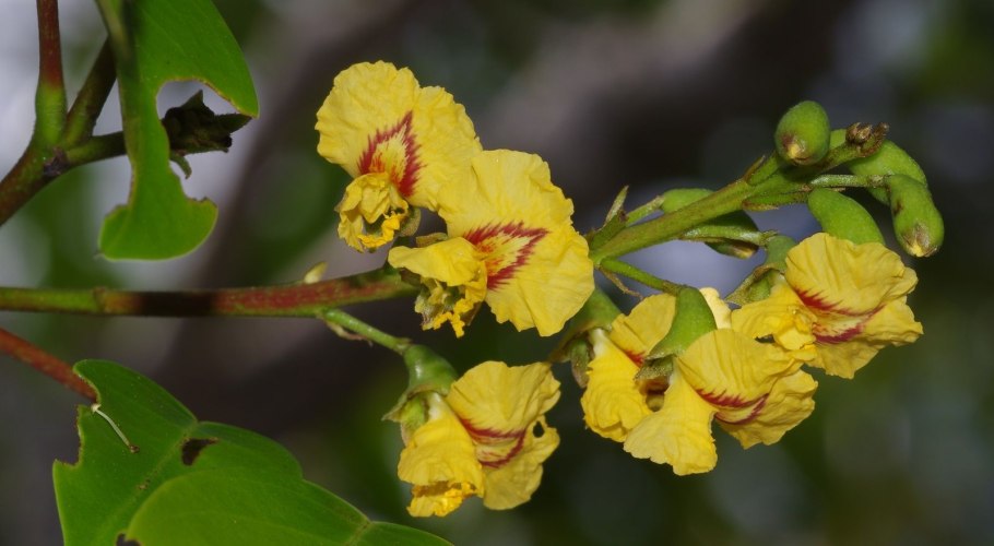 Pterocarpus dalbergioides