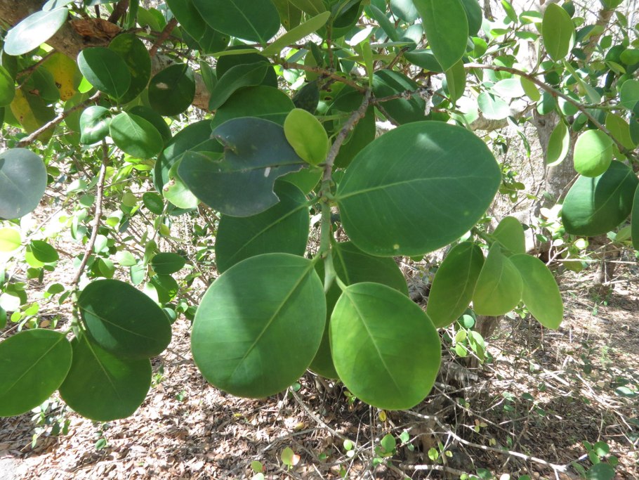 Pterocarpus officinalis