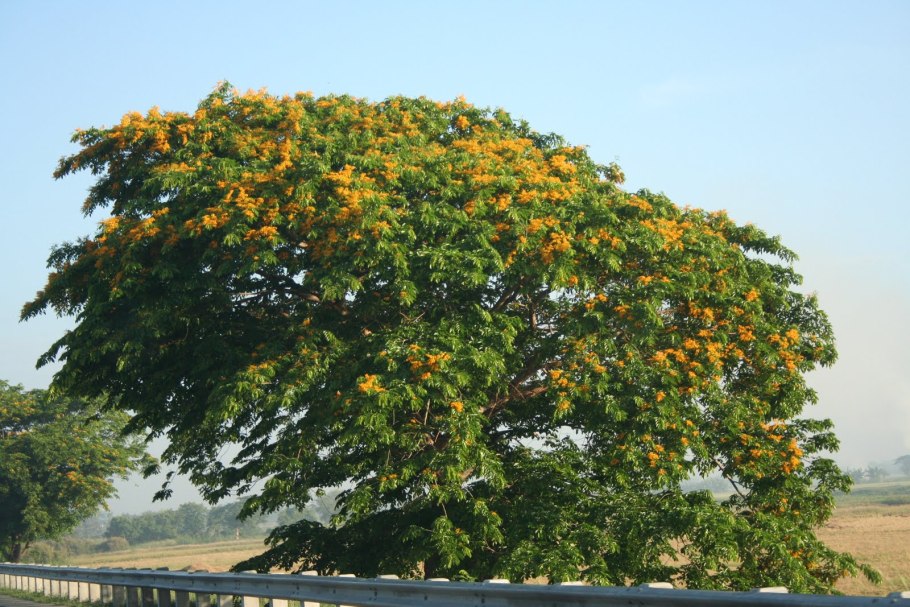 Pterocarpus dalbergioides
