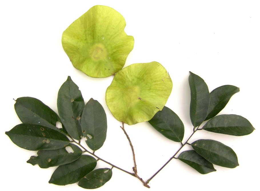 Pterocarpus dalbergioides