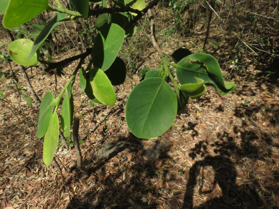 Pterocarpus dalbergioides