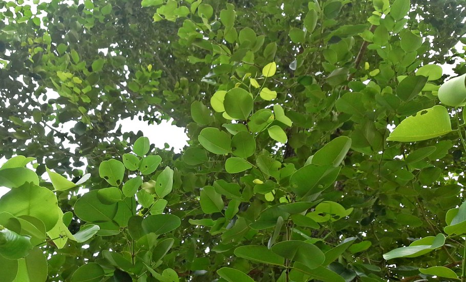 Сандаловое дерево (птерокарпус)