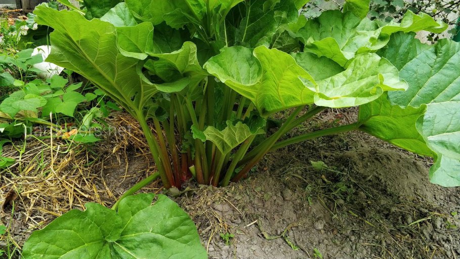 Щавель Лесной Уральский