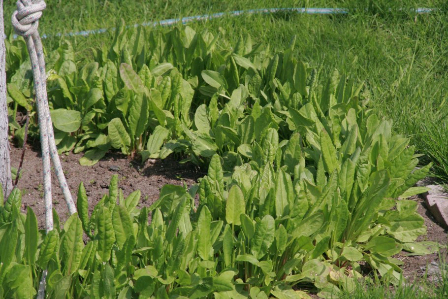 Щавель обыкновенный Rumex acetosa