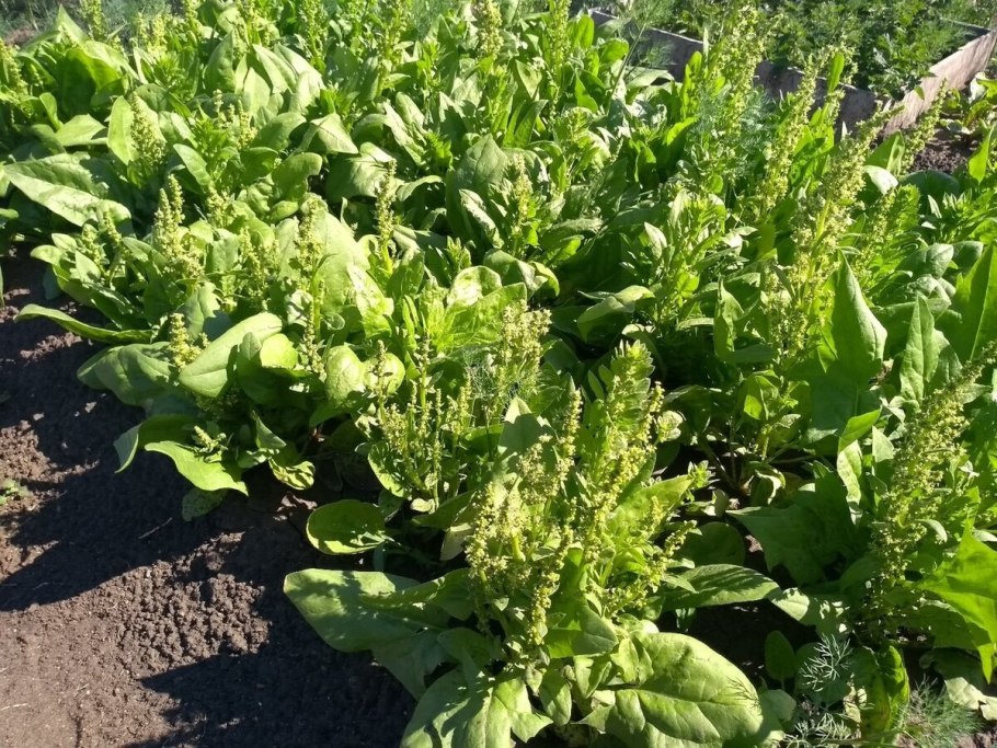 Кислятка Уральская растение