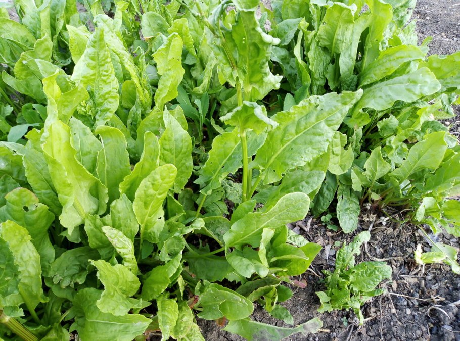 Rumex obtusifolius щавель туполистный