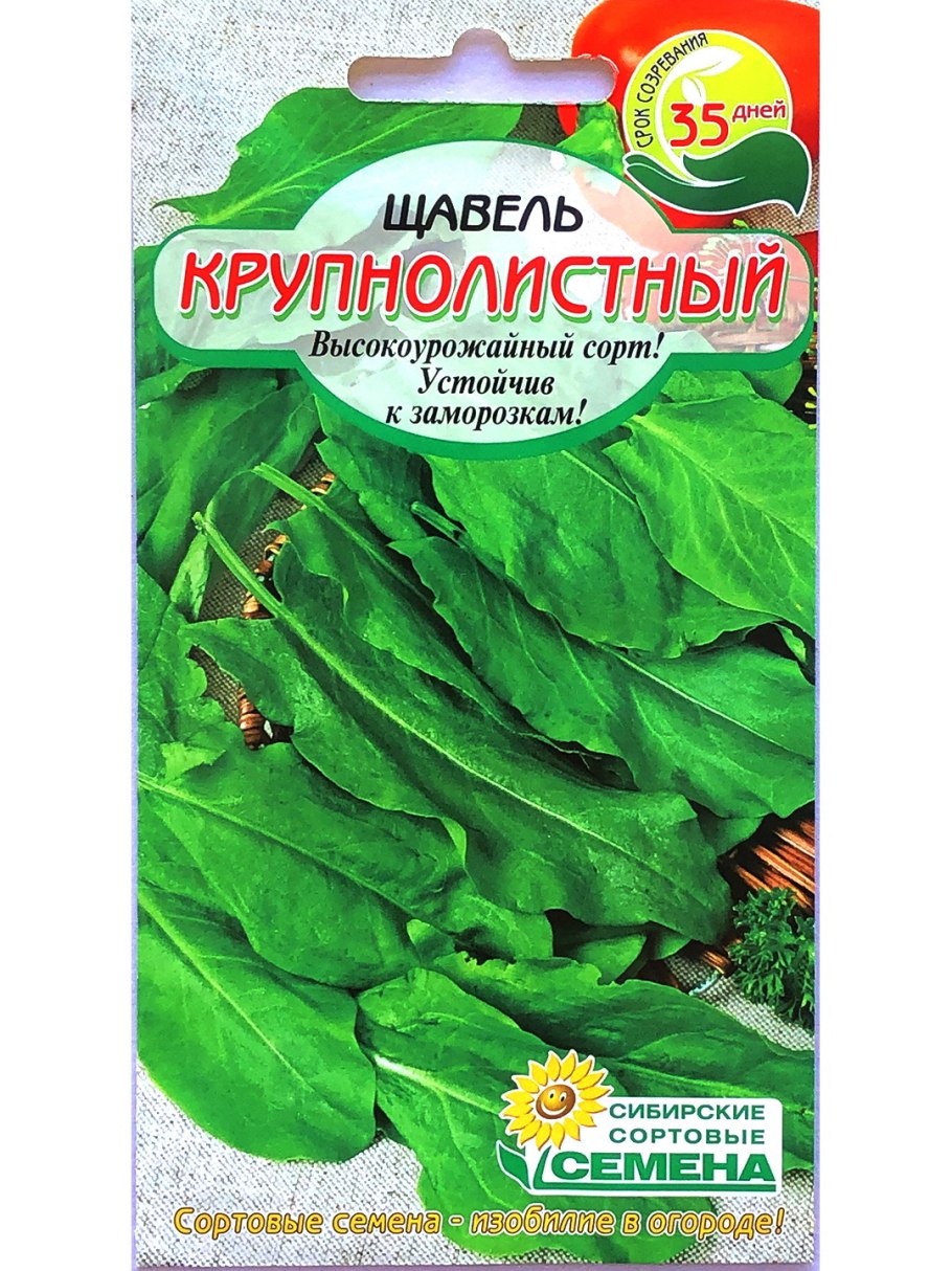 Какие семена у щавеля широколистного