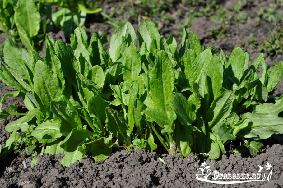 Шпинат, щавель, эстрагон;