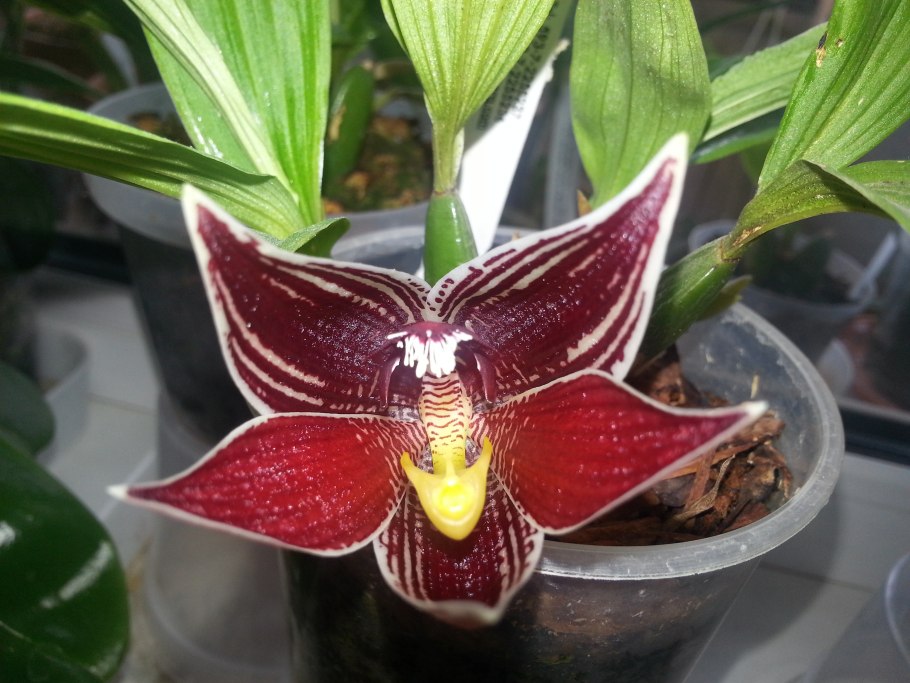 Paphinia neudeckeri
