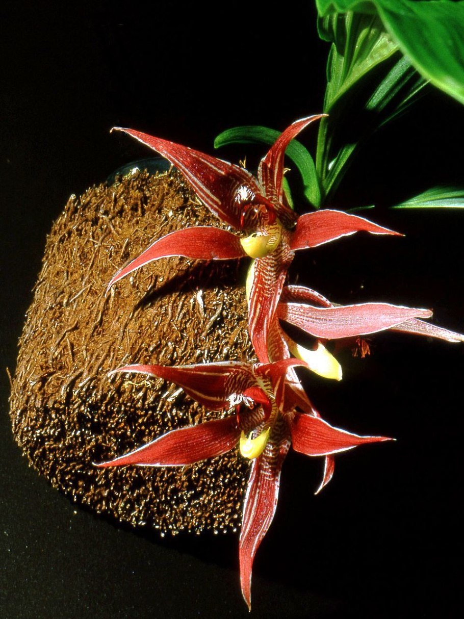 Paphinia posadarum