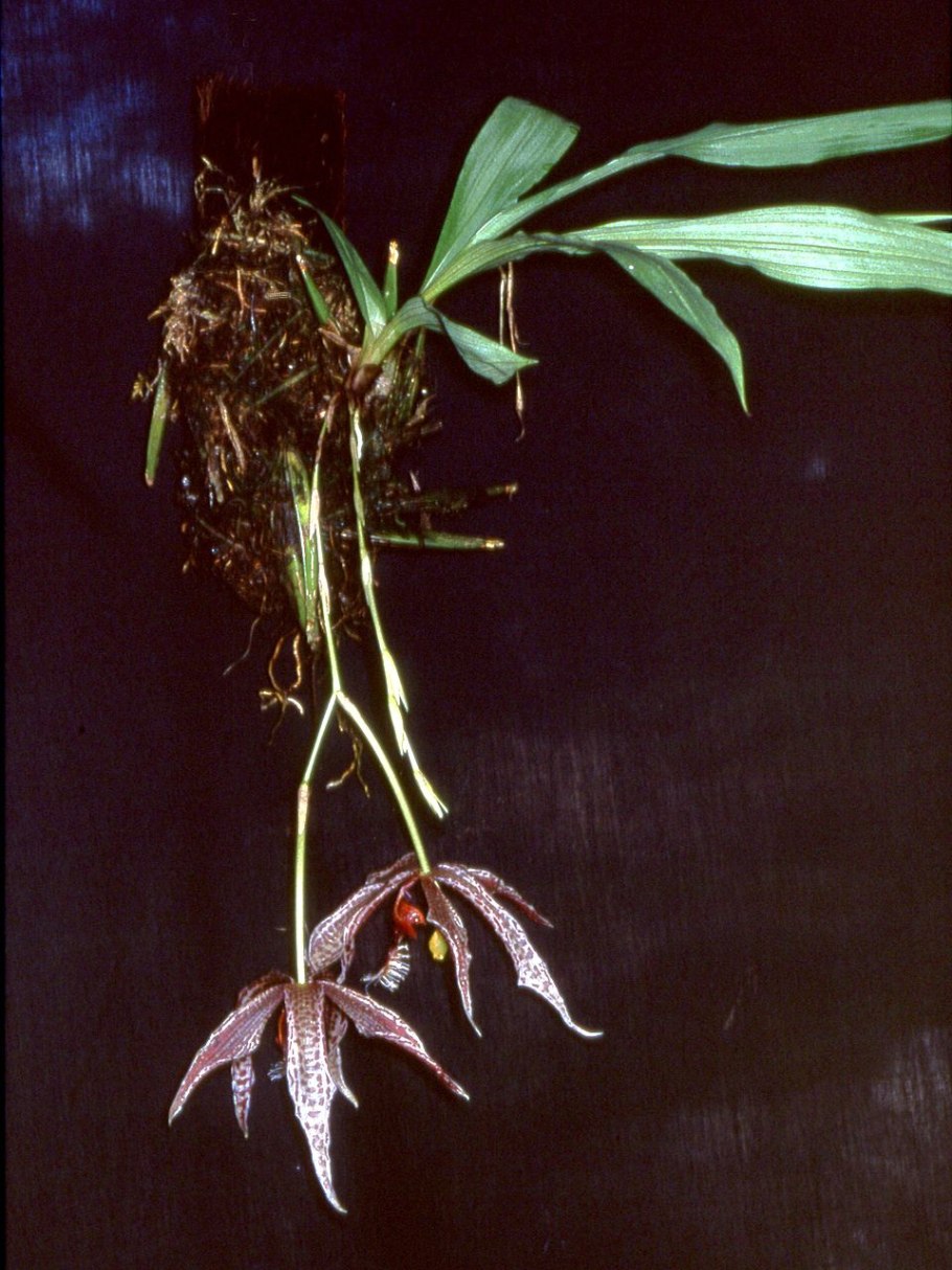Paphinia neudeckeri