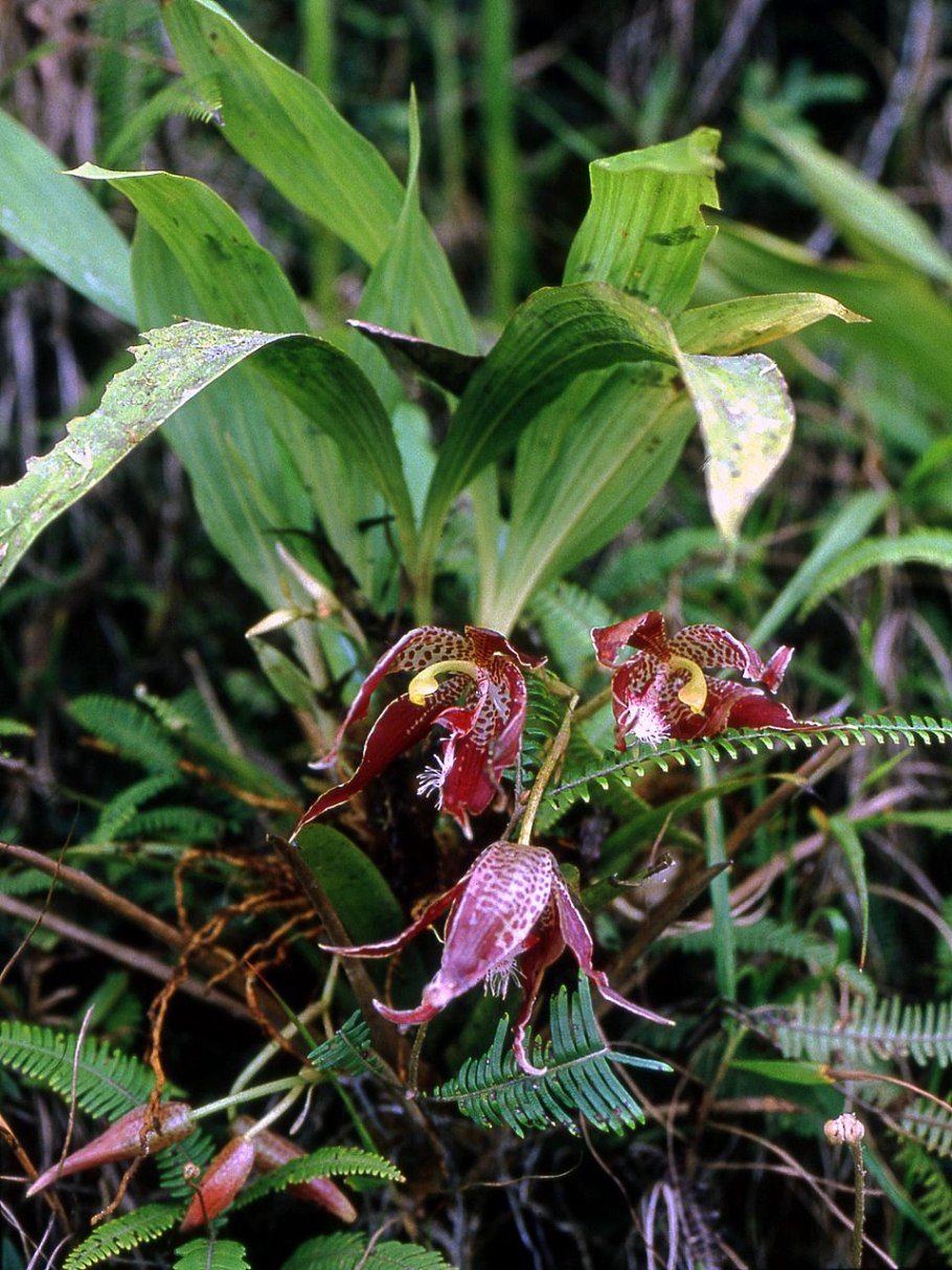 Пафиния не может раскрыть бутон